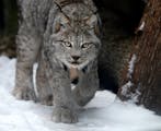 Lena, a 14-year-old Canada lynx, at her enclosure Feb. 15 at the Minnesota Zoo in Apple Valley. As the northern boreal forest goes, so goes the lynx. 