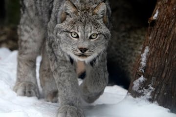 Lena, a 14-year-old Canada lynx, at her enclosure Feb. 15 at the Minnesota Zoo in Apple Valley. As the northern boreal forest goes, so goes the lynx. 