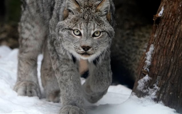 Lena, a 14-year-old Canada lynx, at her enclosure Feb. 15 at the Minnesota Zoo in Apple Valley. As the northern boreal forest goes, so goes the lynx. 