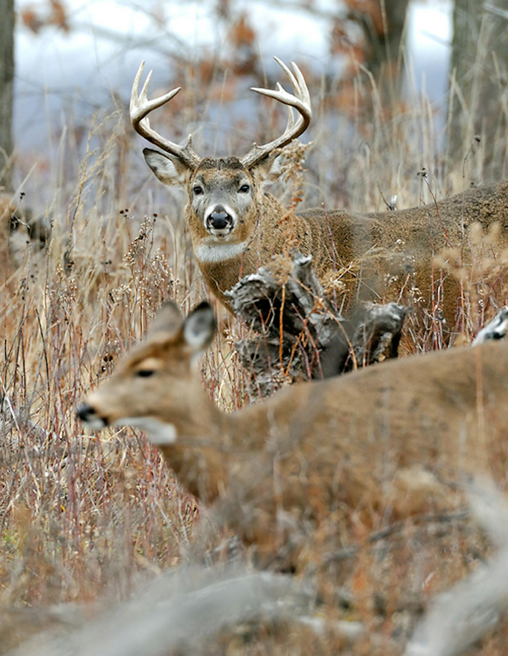 00274-307.04 White-tailed Deer Buck (DIGITAL) with huge body and antlers is courting doe during fall rut. Hunt, breed, guard. H5L