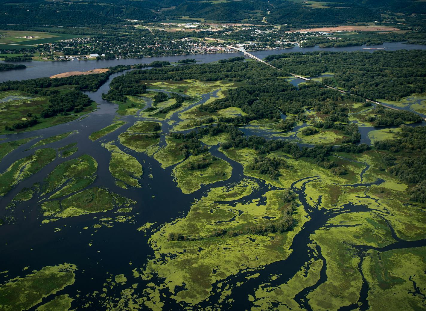 The city of Wabasha, Minn., lies beyond a massive algae bloom among the backwaters of the Mississippi River in late August.