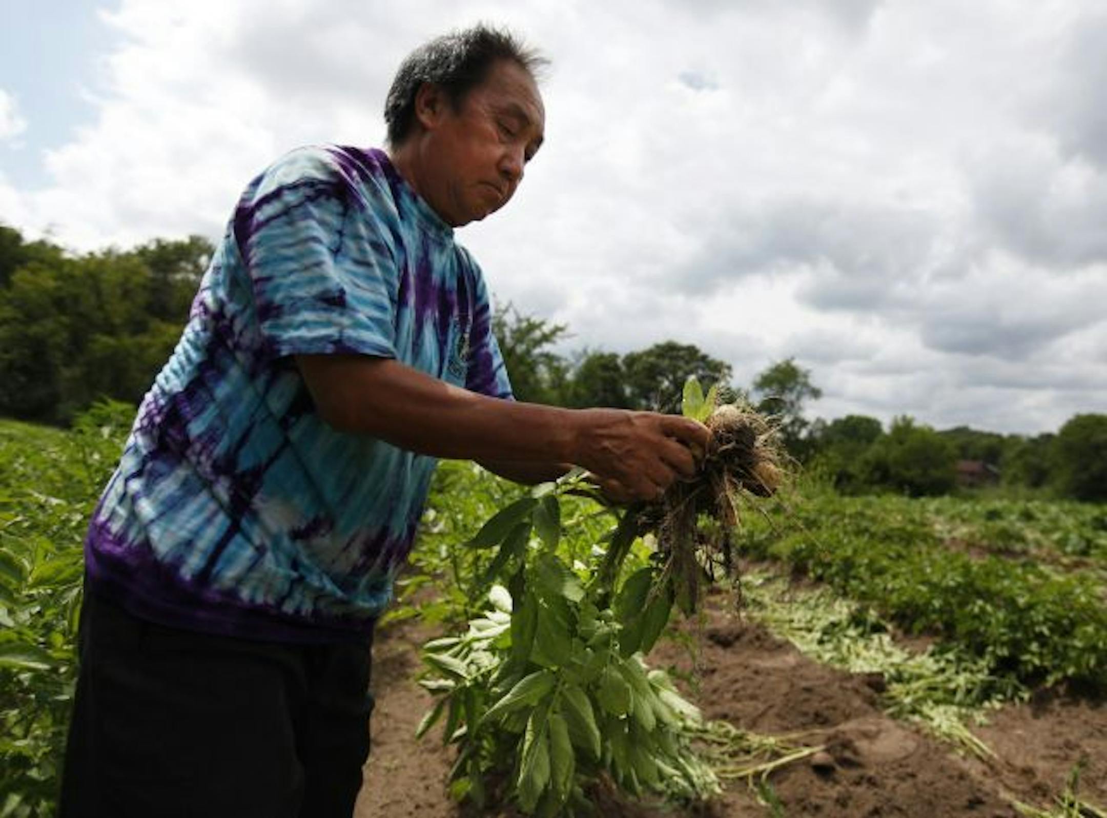 At the McCarthy Farm, Boua Chao Xiong harvests some potatoes for the farmer's market on the plot of land he farms with his daughter and son-in-law. Boua Chao Xiong was allegedly threatened by a neighboring resident for putting fencing to keep the deer out on another section of the farmed land. "It's difficult to come back here," says Xiong since the alleged incident where the resident threatened him with a shotgun.
