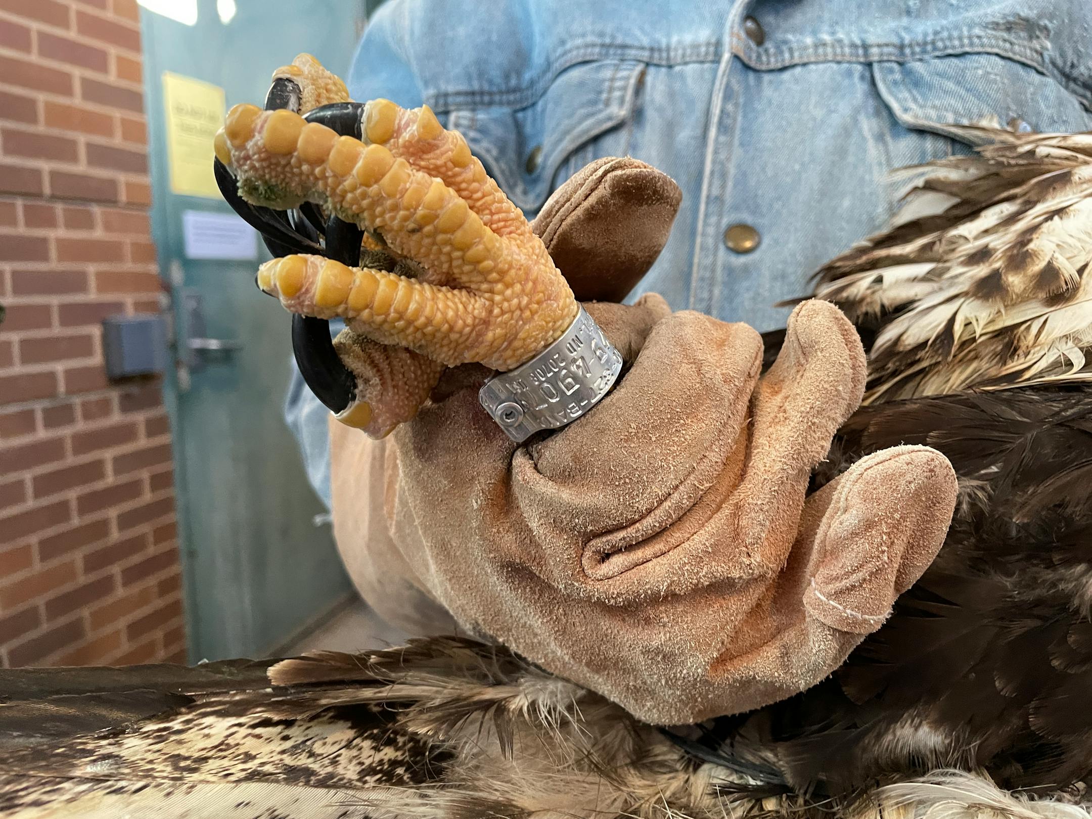An identification band on the leg of one of the poisoned eagles before it was released Jan. 6.