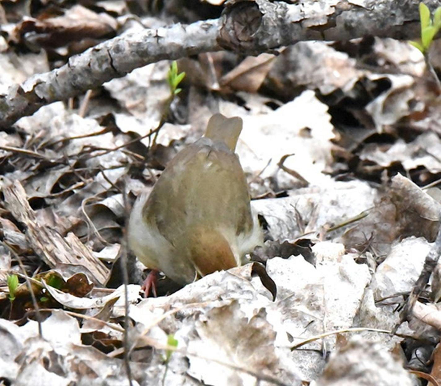 A bird pokes its beak below some tree debris in a yard.