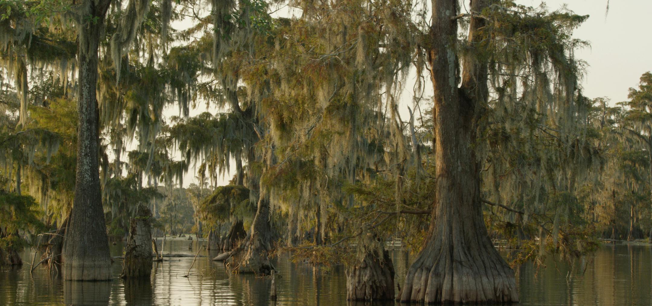 The Atchafalaya Swamp in Louisiana - fed by the Mississippi, is the largest swamp in the USA.
BBC photo
