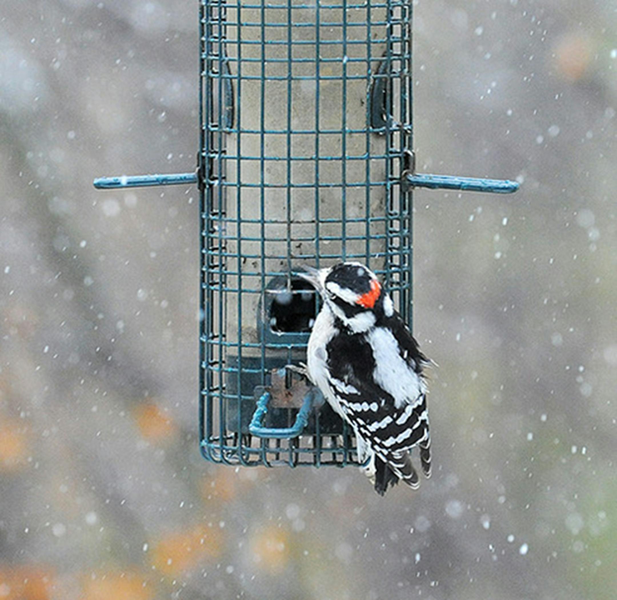 Downy woodpecker. Jim Williams photo