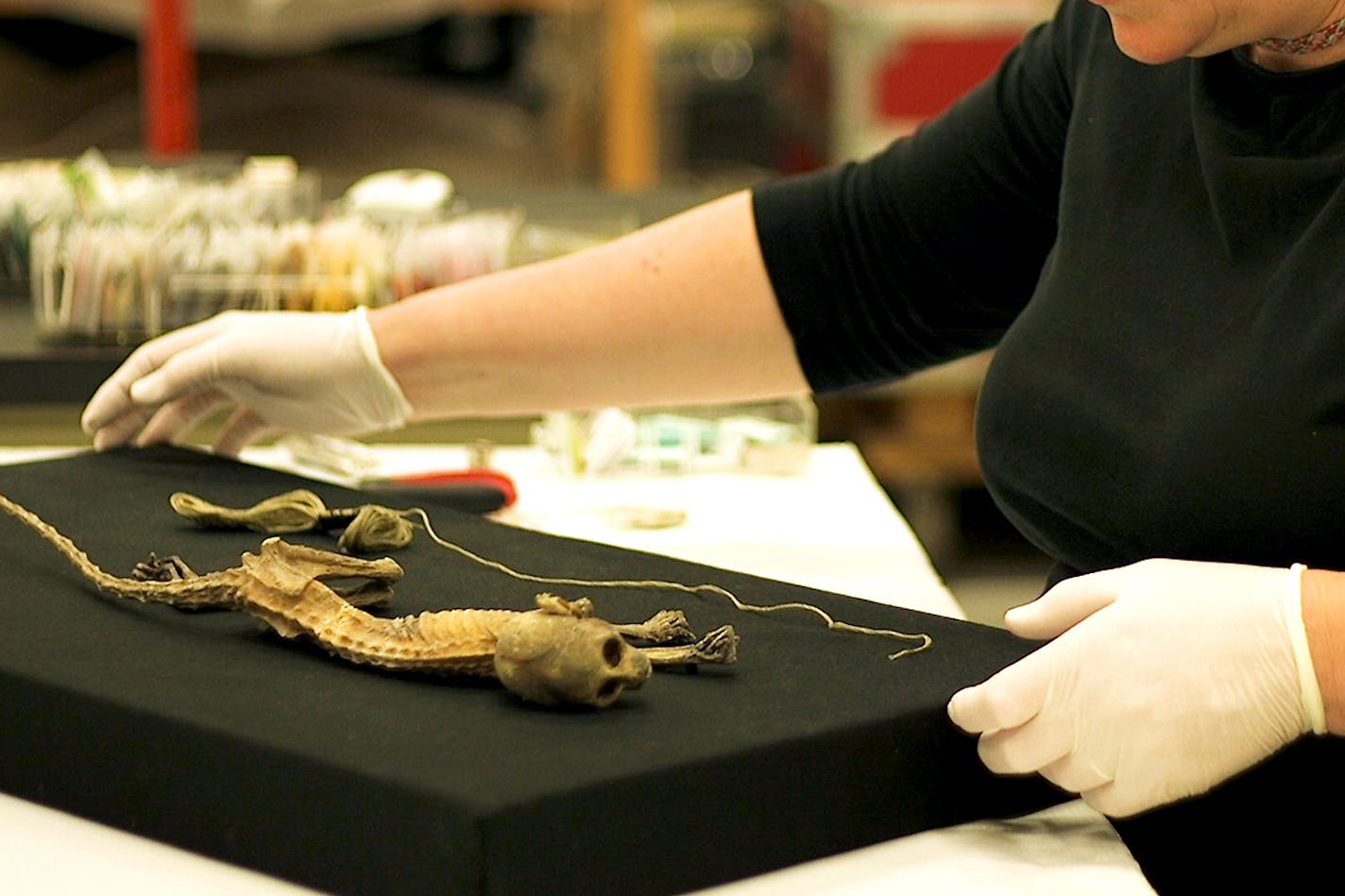 COURTESY SCIENCE MUSEUM OF MINNESOTA. The naturally mummified monkey that made headlines when it was discovered in an air duct during the renovation of the former Dayton&#xed;s department store in downtown Minneapolis will go on display at the Science Museum of Minnesota on Thursday, June 14.