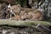 Asiatic lion Shiva, the mother of the three unnamed cubs, sits with her cubs in the Besancon zoo, eastern France, Thursday, Feb. 27, 2014. The Besanco