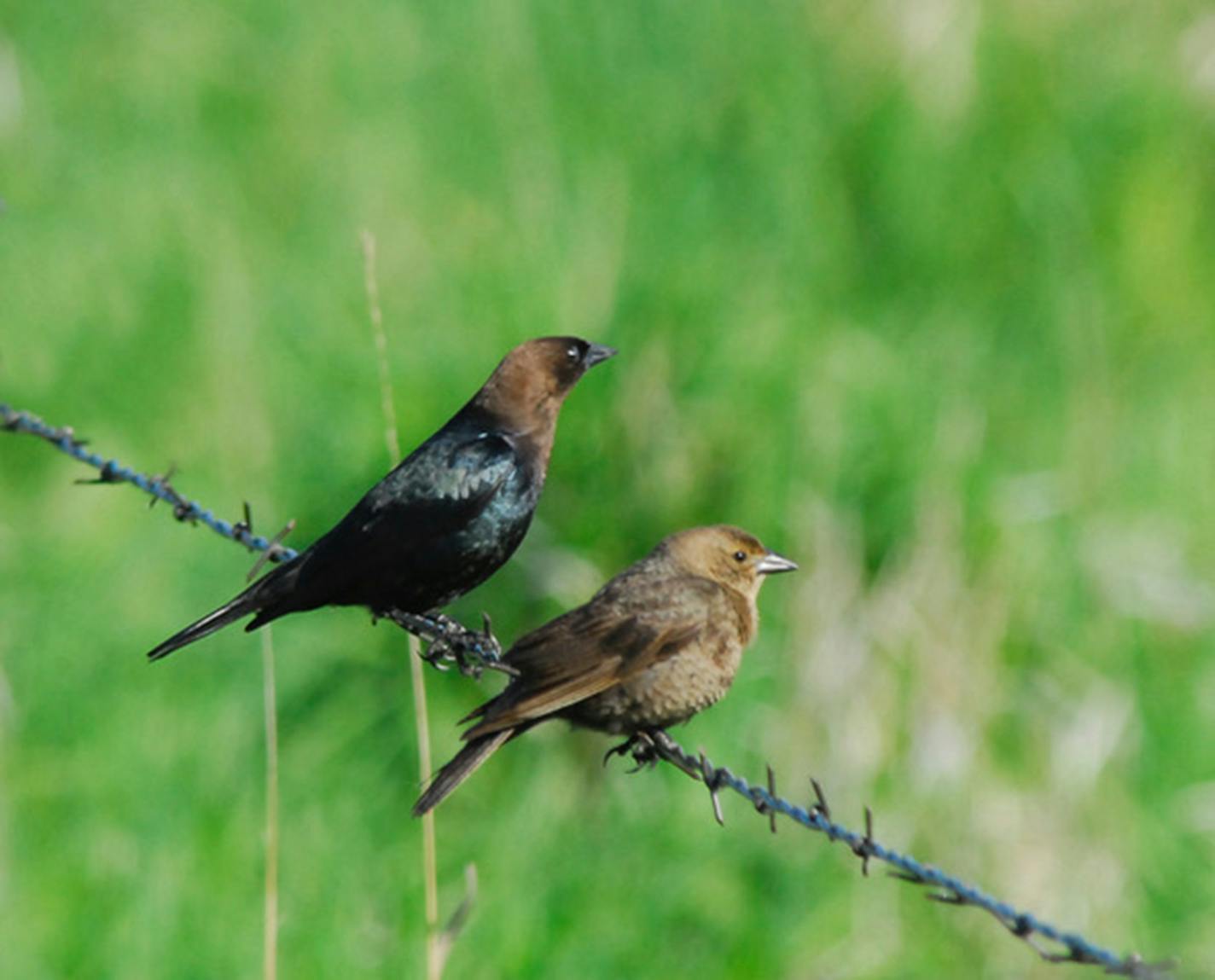 Cowbirds outsource parenting. Jim Williams photo