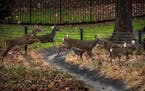 A few members of the deer population wandered the National Institutes of Health campus in Bethesda, Md.