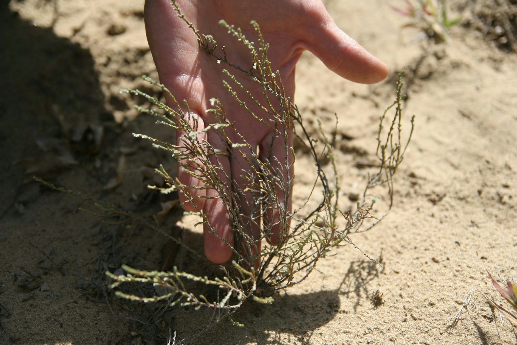 Ecologist Paul Bockenstedt was pleased to find several patches of beach heather, a rare plant that tends to prefer undisturbed and open sand plain land. PHOTO BY MARIA BACA
