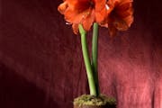 Amaryllis, make perfect hostess gifts and last-minute gifts for the holidays and beyond. We'll show you some new varities and inexpensive ways to pack