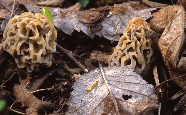 Morel mushrooms.