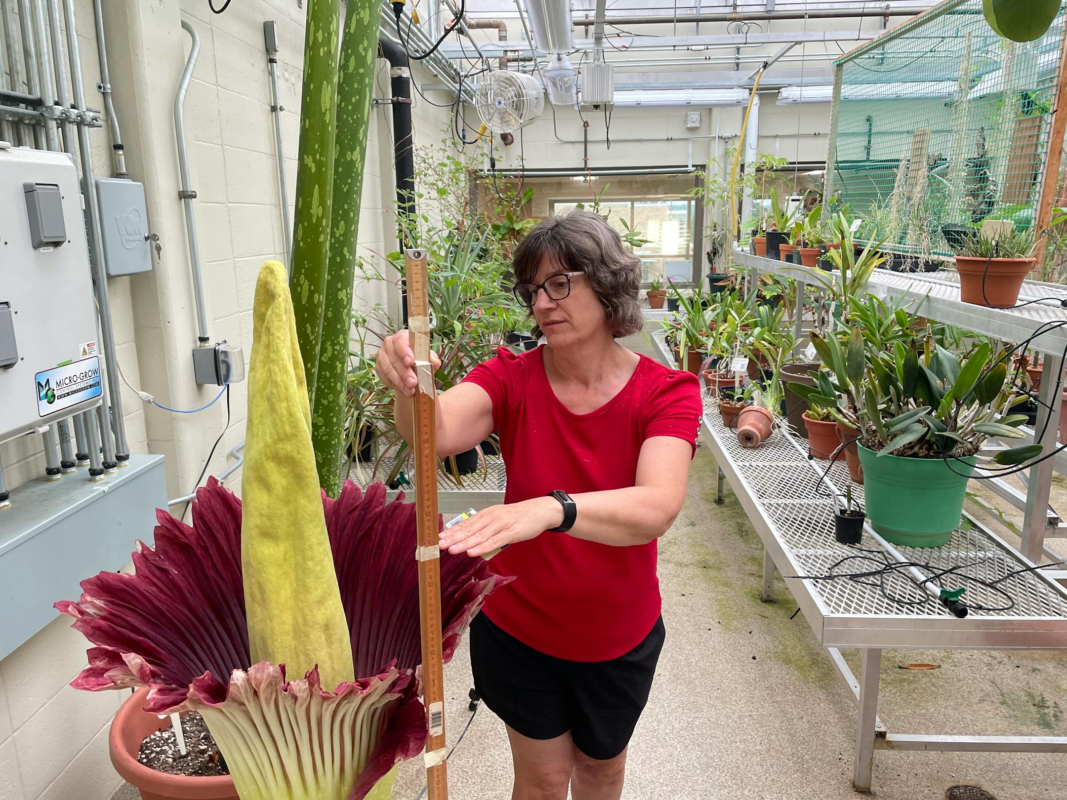 A woman with a yardstick measures a 54-inch tall corpse flower that bloomed in a greenhouse on the Fourth of July, 2024.