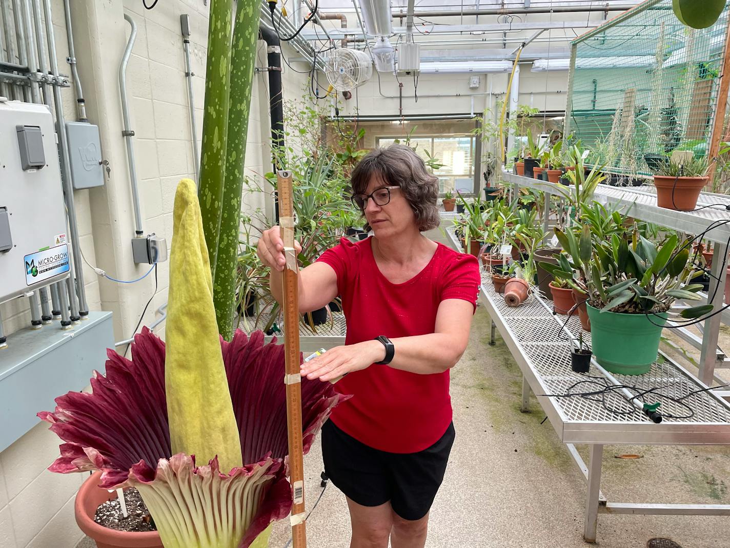 A woman with a yardstick measures a 54-inch tall corpse flower that bloomed in a greenhouse on the Fourth of July, 2024.