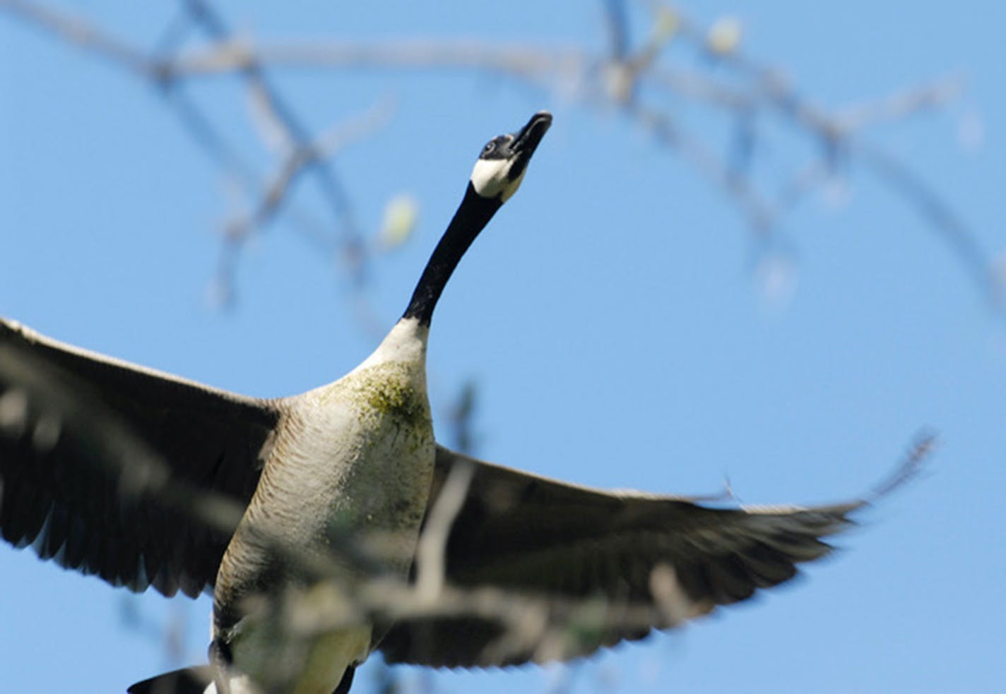 Canada goose in flight.