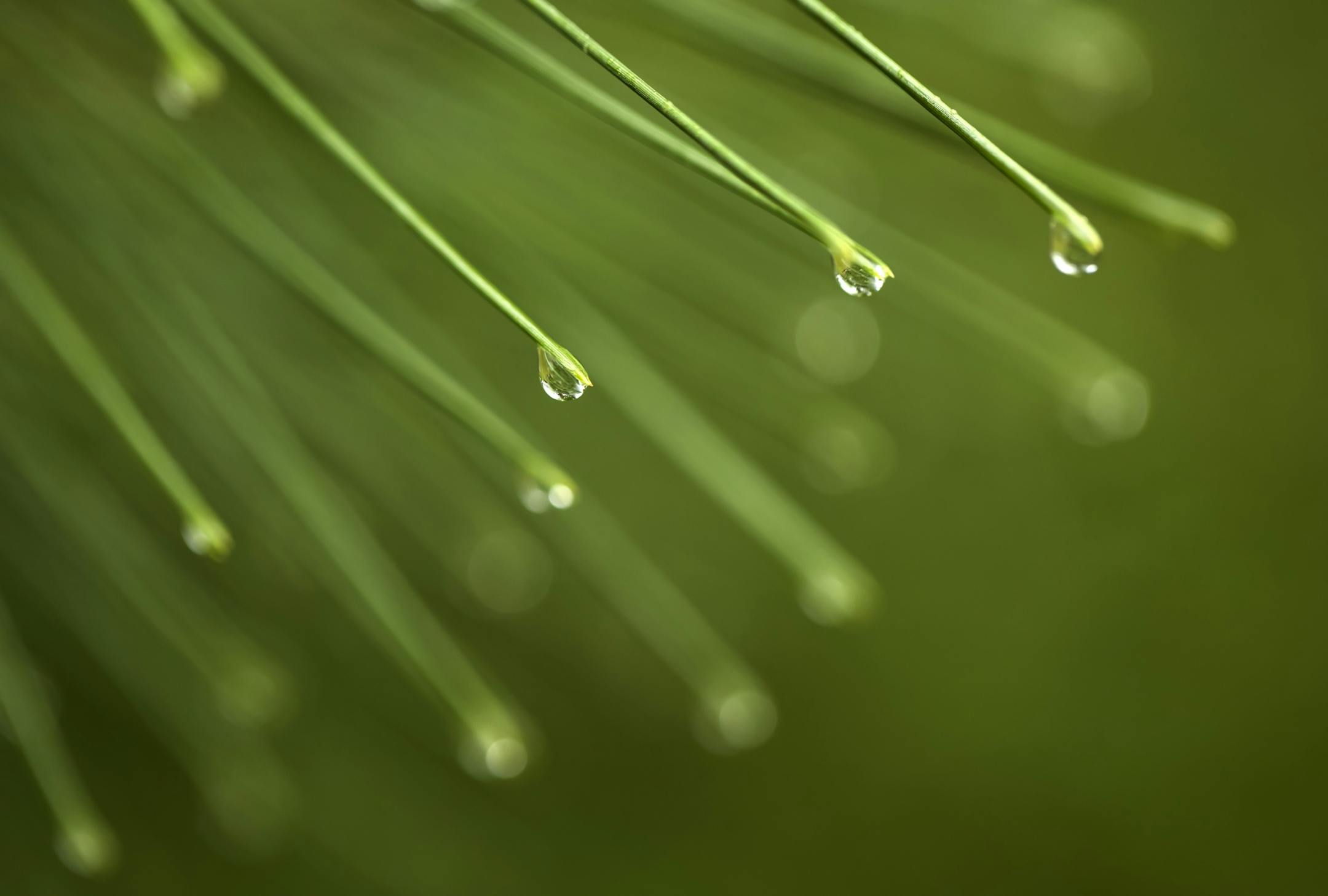 Day-2, Raindrops on red pine needles.