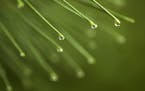 Day-2, Raindrops on red pine needles.