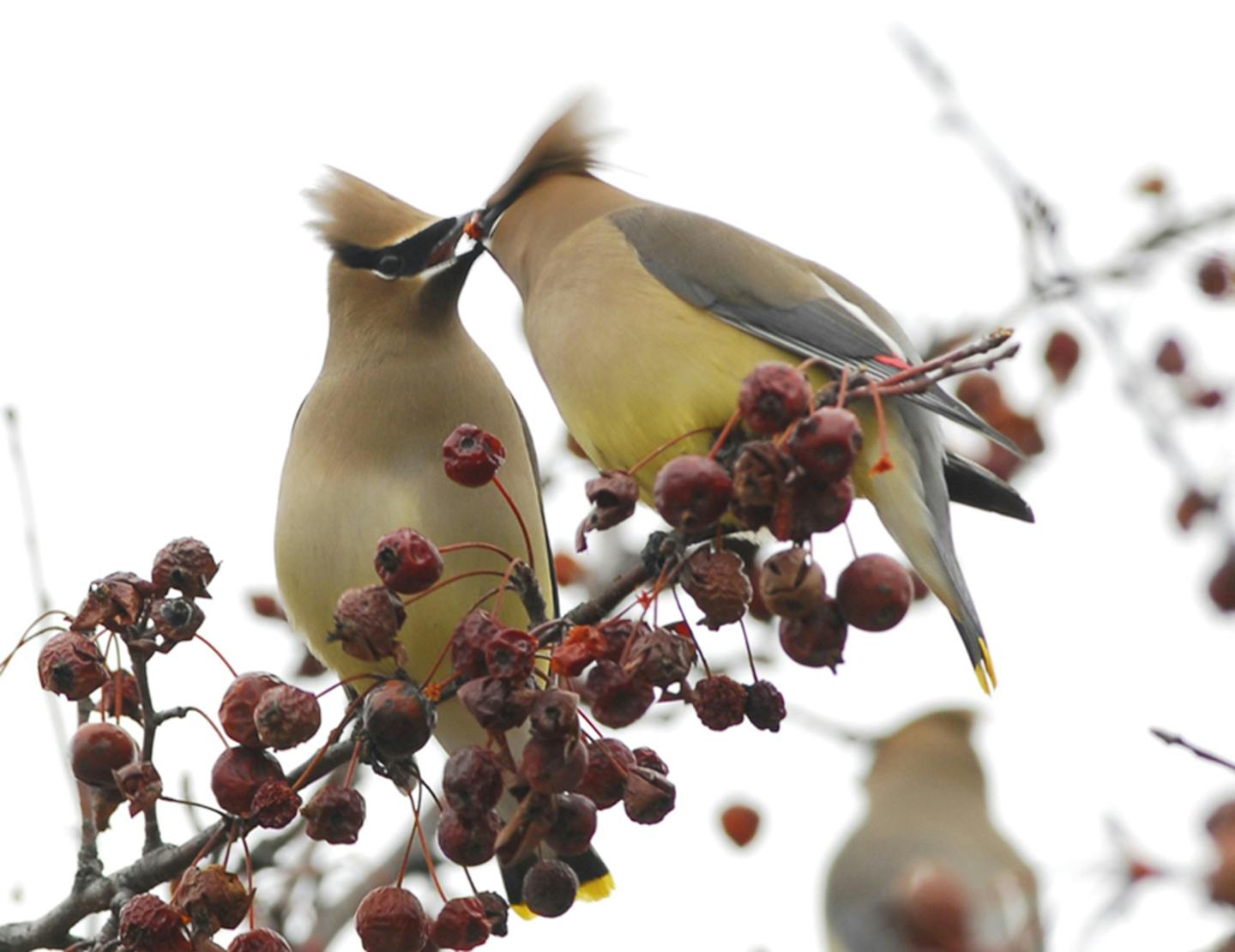 Cedar waxwings courting: They look the same to us.