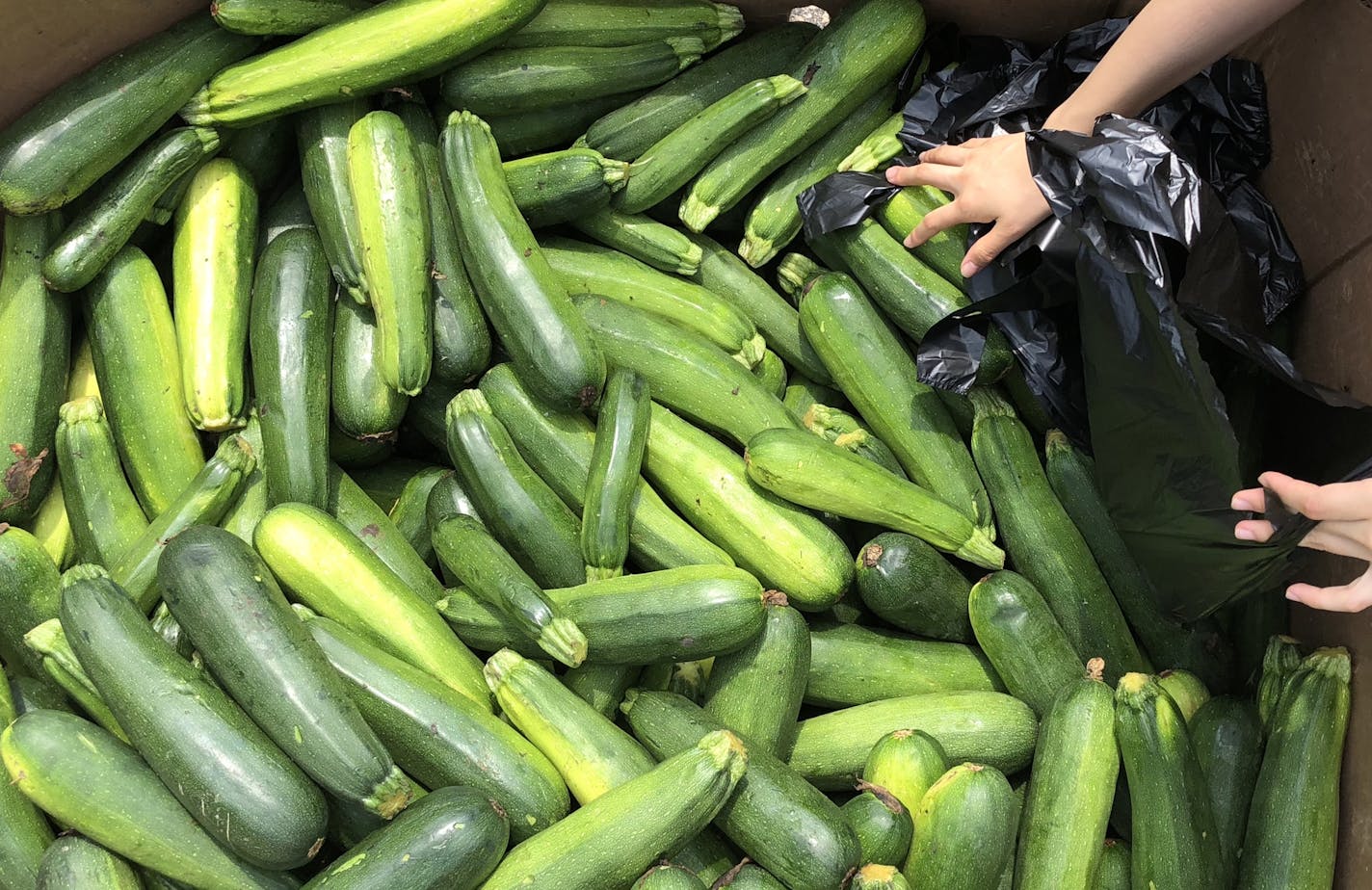 Students at Minnesota State University, Mankato, grabbed produce at the university's Free Farmer's Market in August.