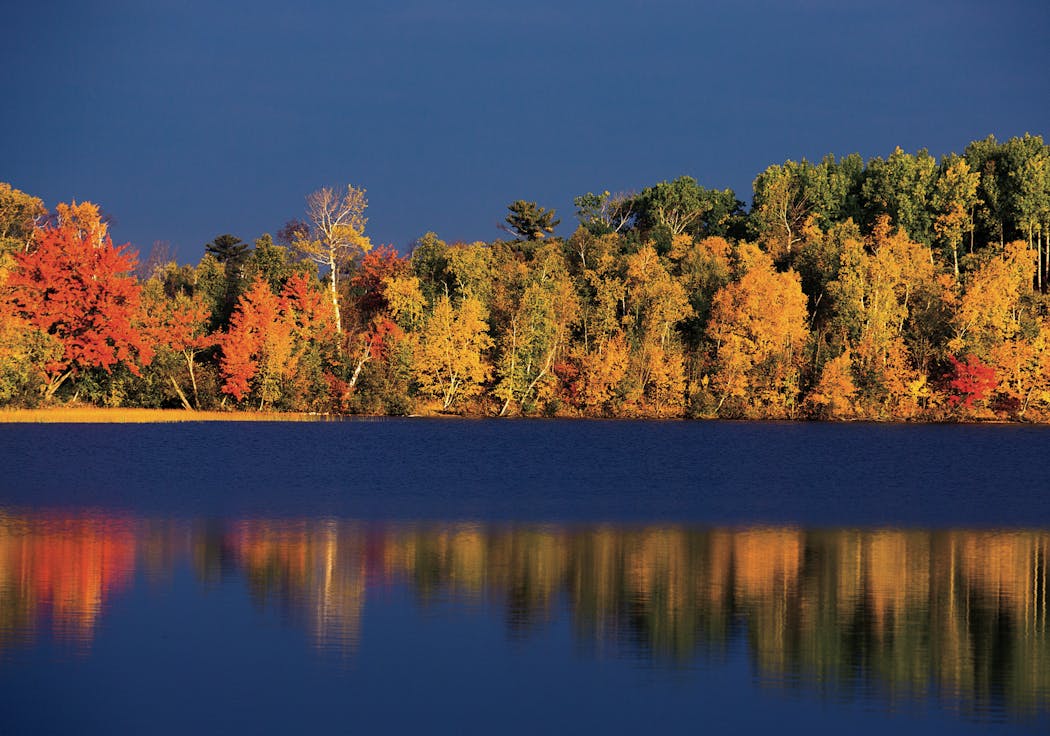 The color of the leaves around Lake Superior is at peak brightness early in morning.