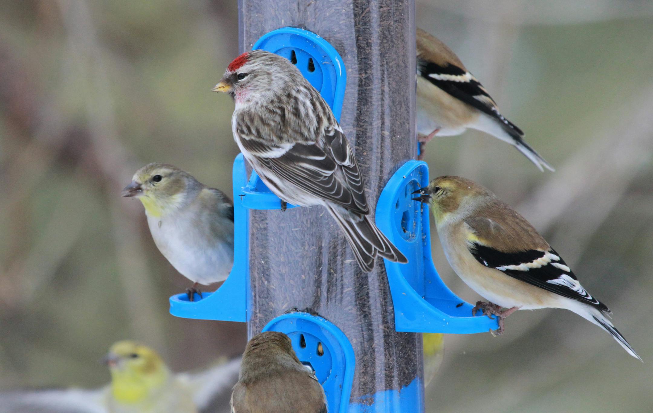Goldfinches (in dull winter plumage) and one redpoll share nyger seed. credit: Don Severson