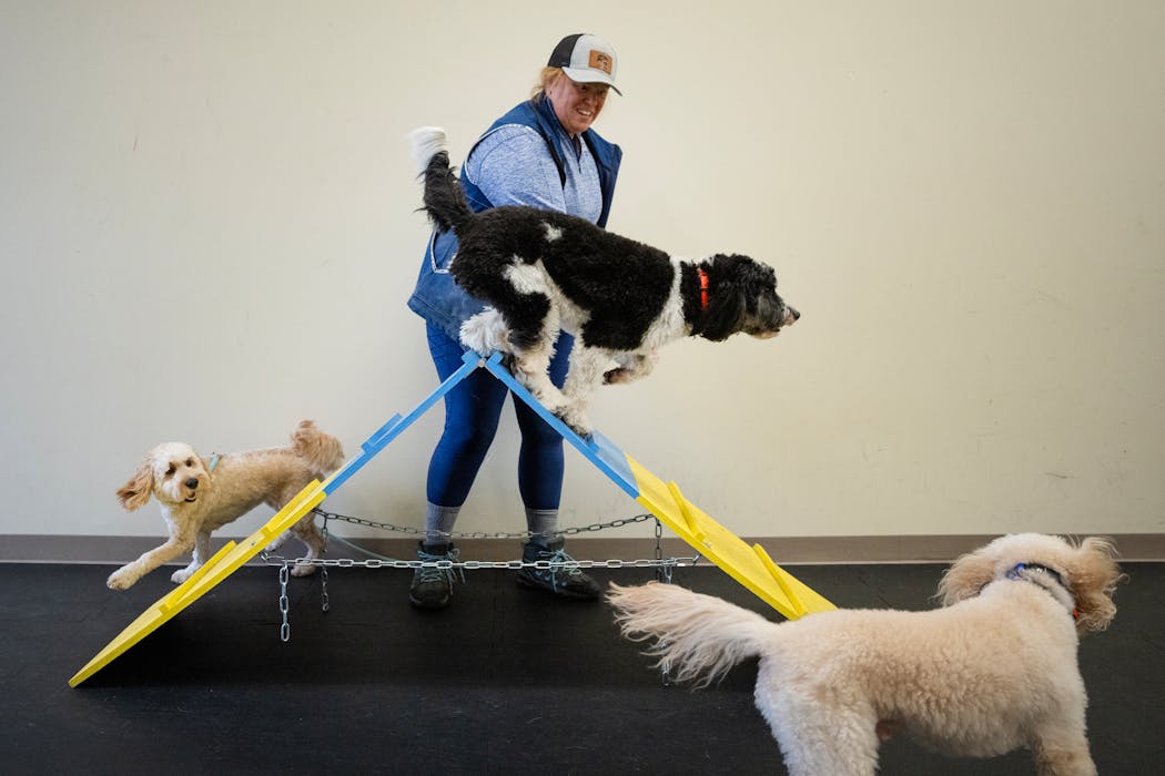 Dog trainer Sara Madrinich observed as dogs run up and down the A-frame in the 