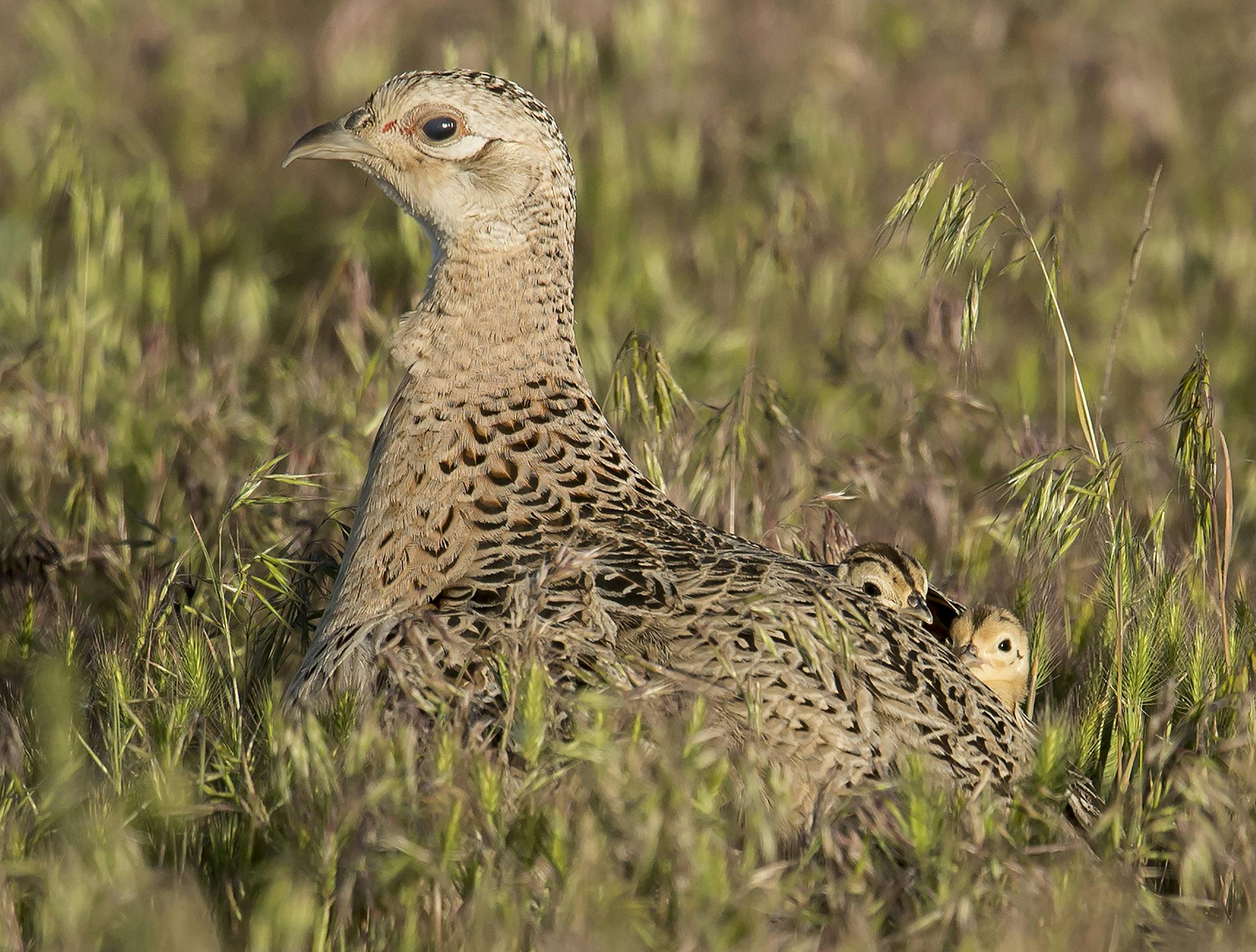 A pheasant hen with chicks. Both are vulnerable in the spring and early summer nesting and brood-rearing seasons to inclement weather and predators. Threats of both are exacerbated by a lack of habitat.