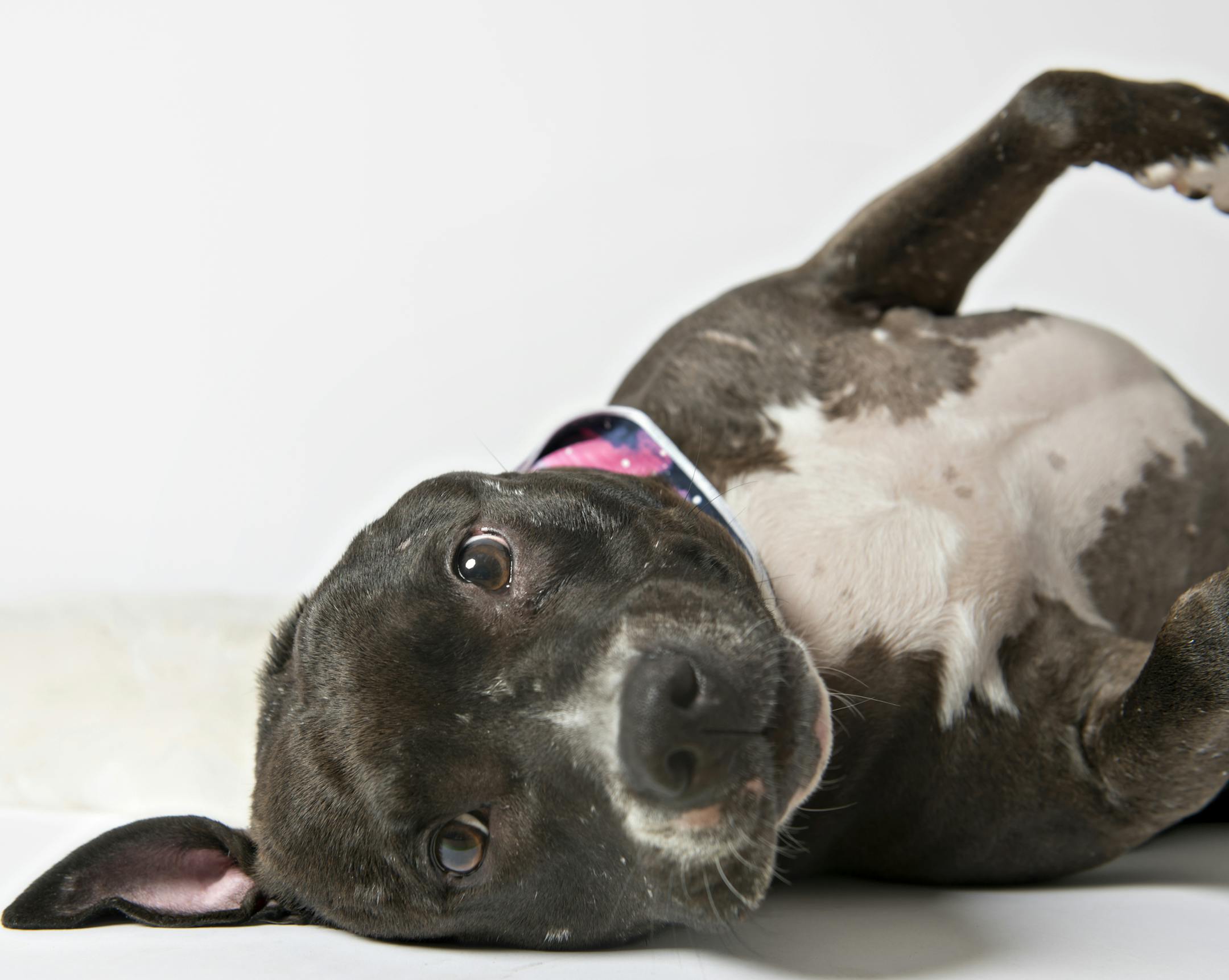 Dumpling is five years old, and available through Second Hand Hounds. She is missing an ear, has damage to an eye.
The friendly Fynn right, is a two-year-old hound mix handled by Wags & Whiskers.