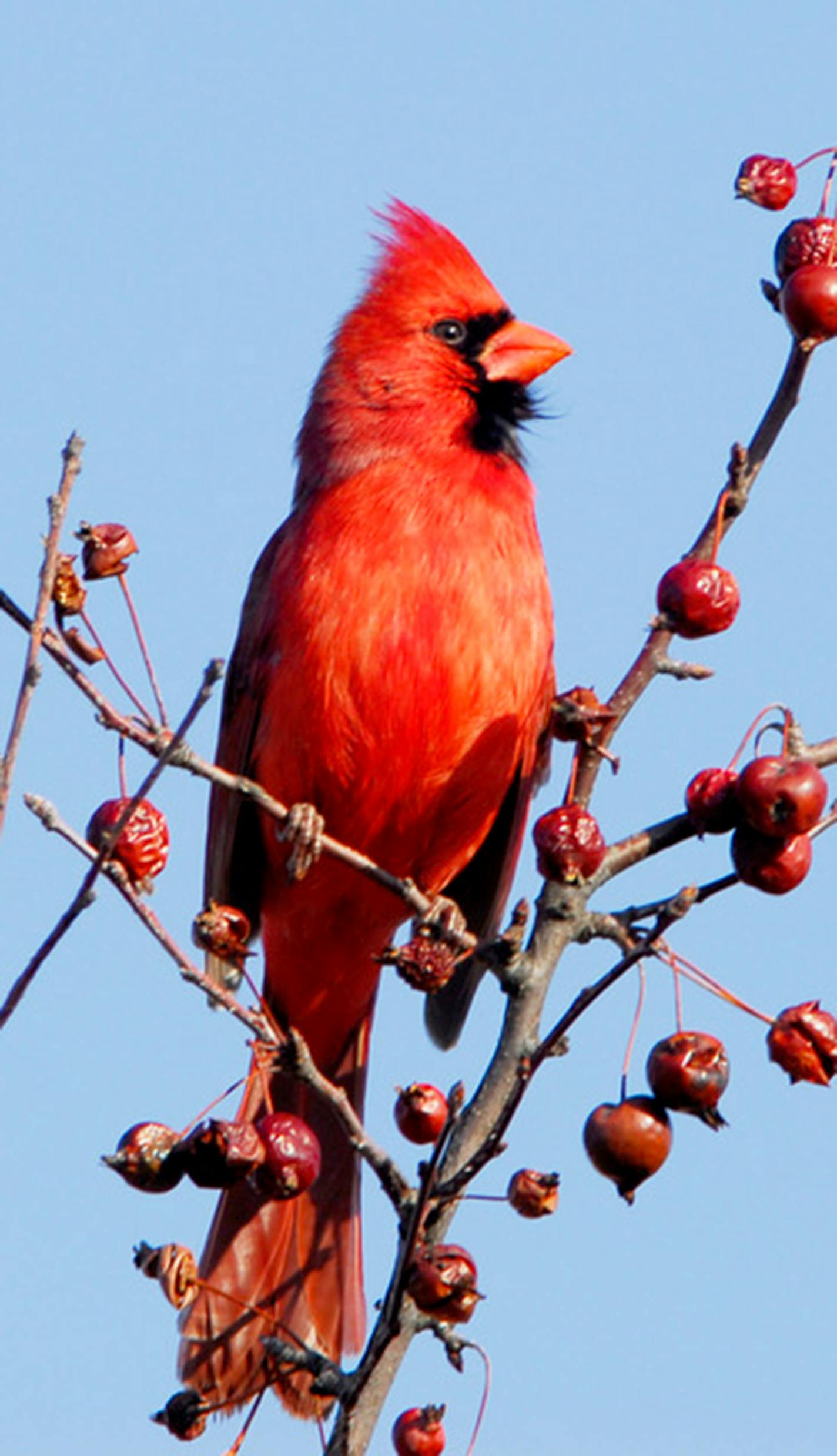 Northern cardinal in winter. Jim Williams photo