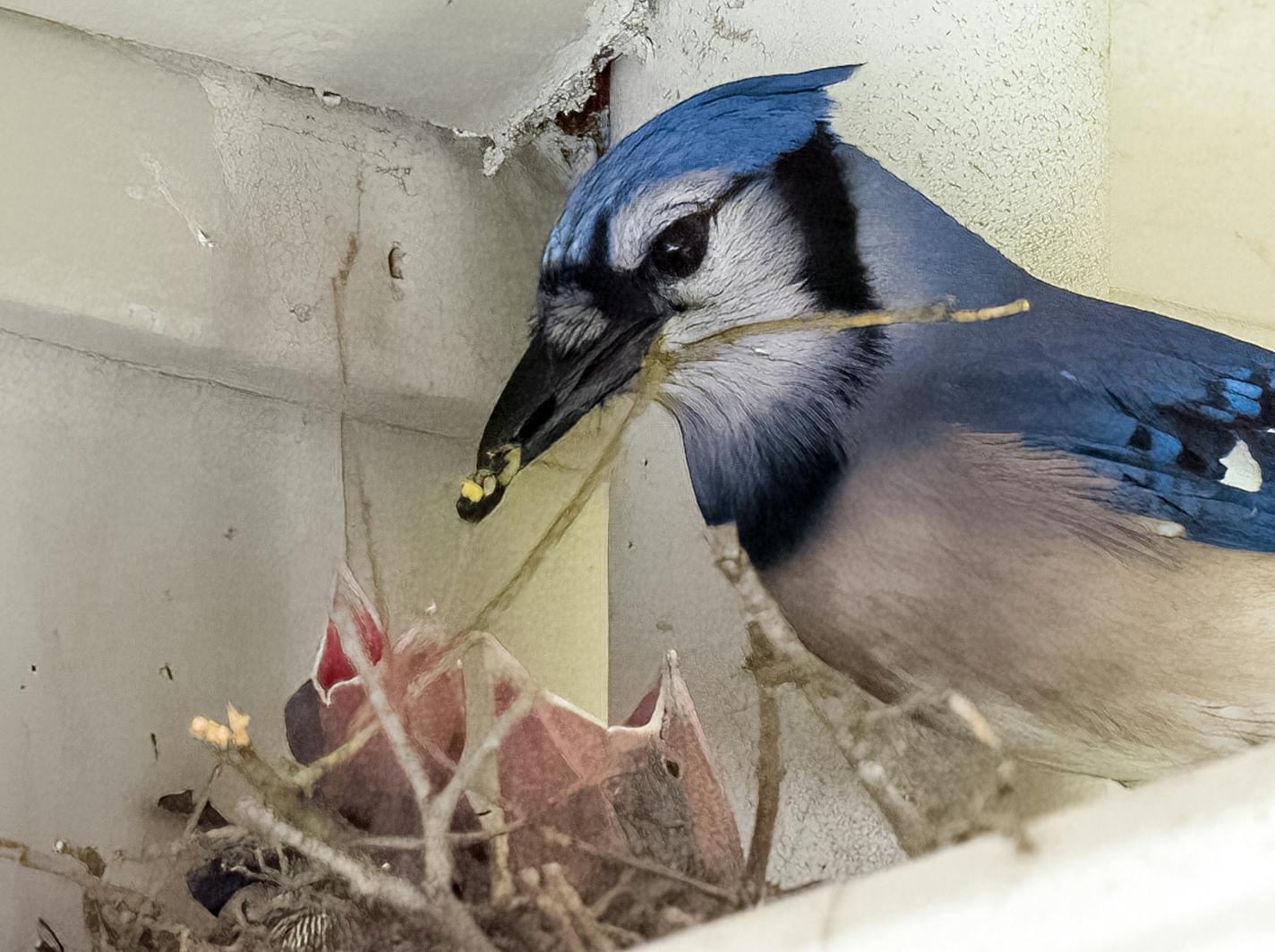 An adult blue jay perches at the side of its nest bringing food to two nestlings with their mouths wide to be fed.