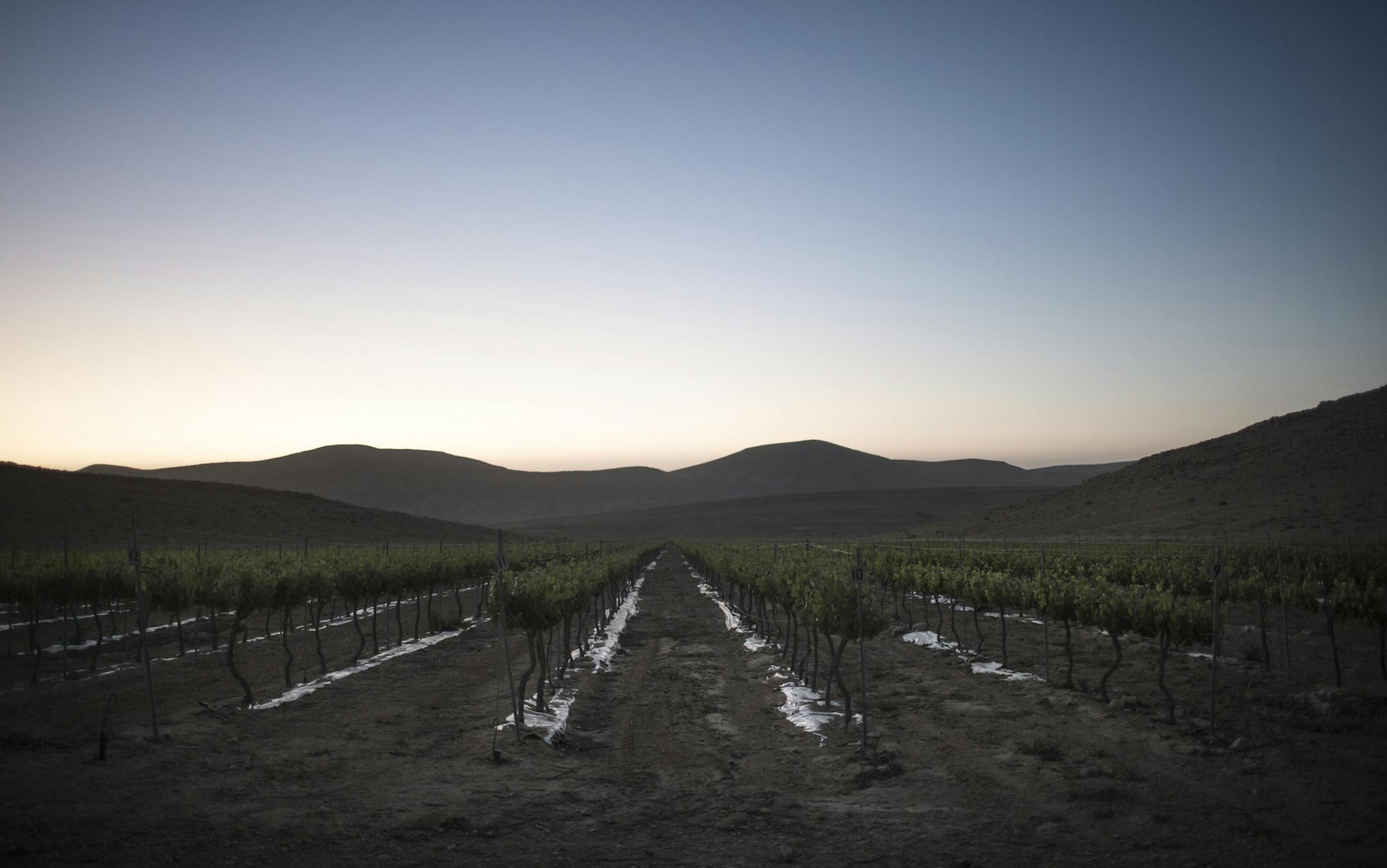 A view of a vineyard, which like many others uses recycled wastewater, near Mitzpe Ramon in the Negev desert in Israel, April 29, 2015. With its part-Mediterranean, part-desert climate, Israel had suffered from water shortages for decades, but a national effort to desalinate Mediterranean seawater and to recycle wastewater has provided Israel with enough water for all its needs. (Uriel Sinai/The New York Times)