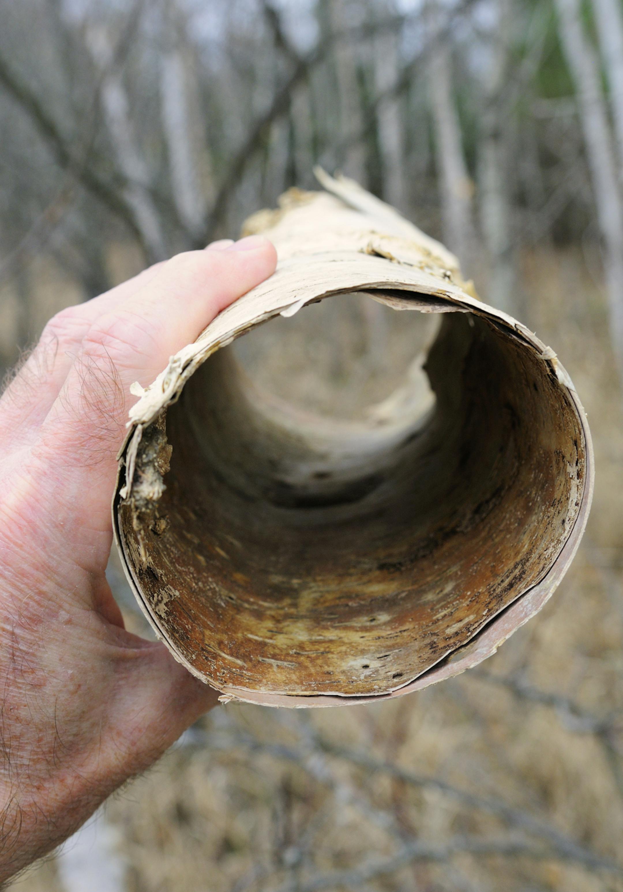 Birch bark cylindars make niffty vases. They can be filled with a variety of items like evergreen twigs or stems of red-osier dogwood.