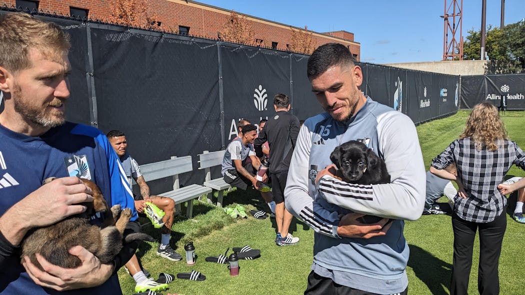 Minnesota United players Clint Irwin, left, and Michael Boxall cuddled with puppies at training on Wednesday in Blaine.