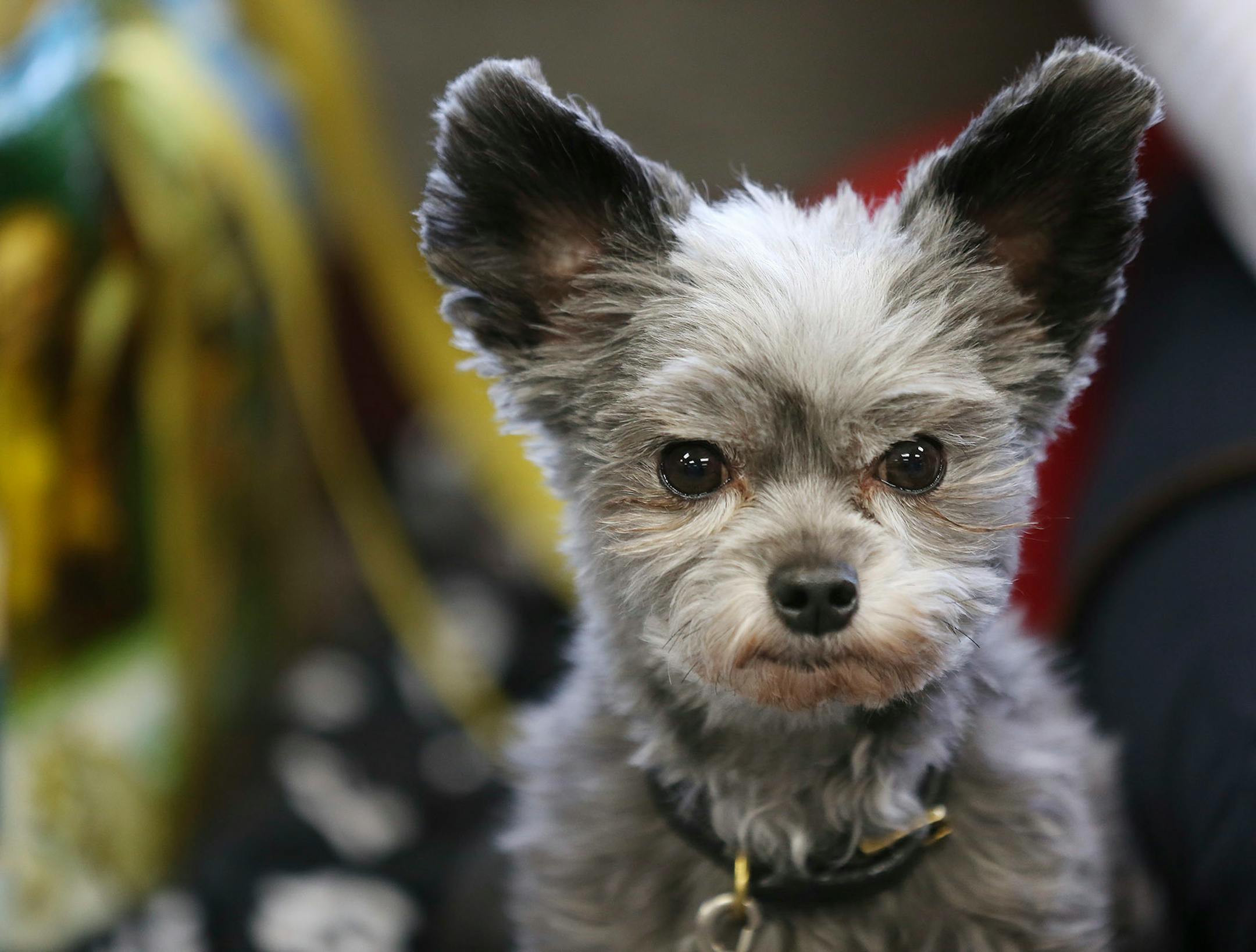 "Taz" a therapy dog listened as a student read to him at Cedar Ridge Elementary School Monday October 30,2017 in Eden Prairie , MN.