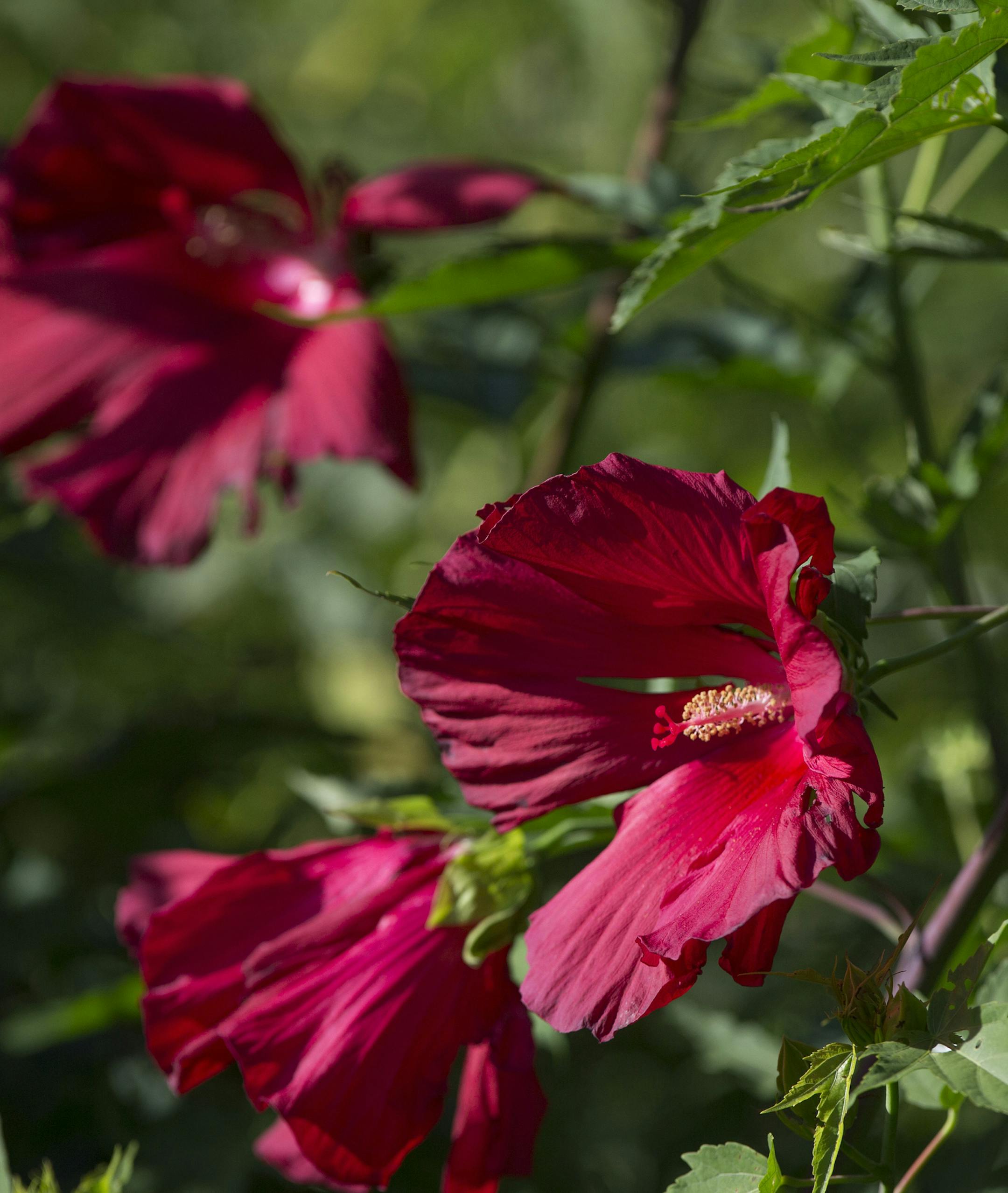 Hibiscus photographed on Tuesday, August 4, 2015 in Dellwood, Minn. ] RENEE JONES SCHNEIDER ï reneejones@startribune.com Beautiful Garden winner - Reid Smith and LaWayne Leno have created not just one garden at their home in Dellwood, but multiple and distinctly different ones, including a DNR-designated wetland, a restored woodland native area, perennial beds, a full-sun patio loaded with tropical trees. ORG XMIT: MIN1508051457390042