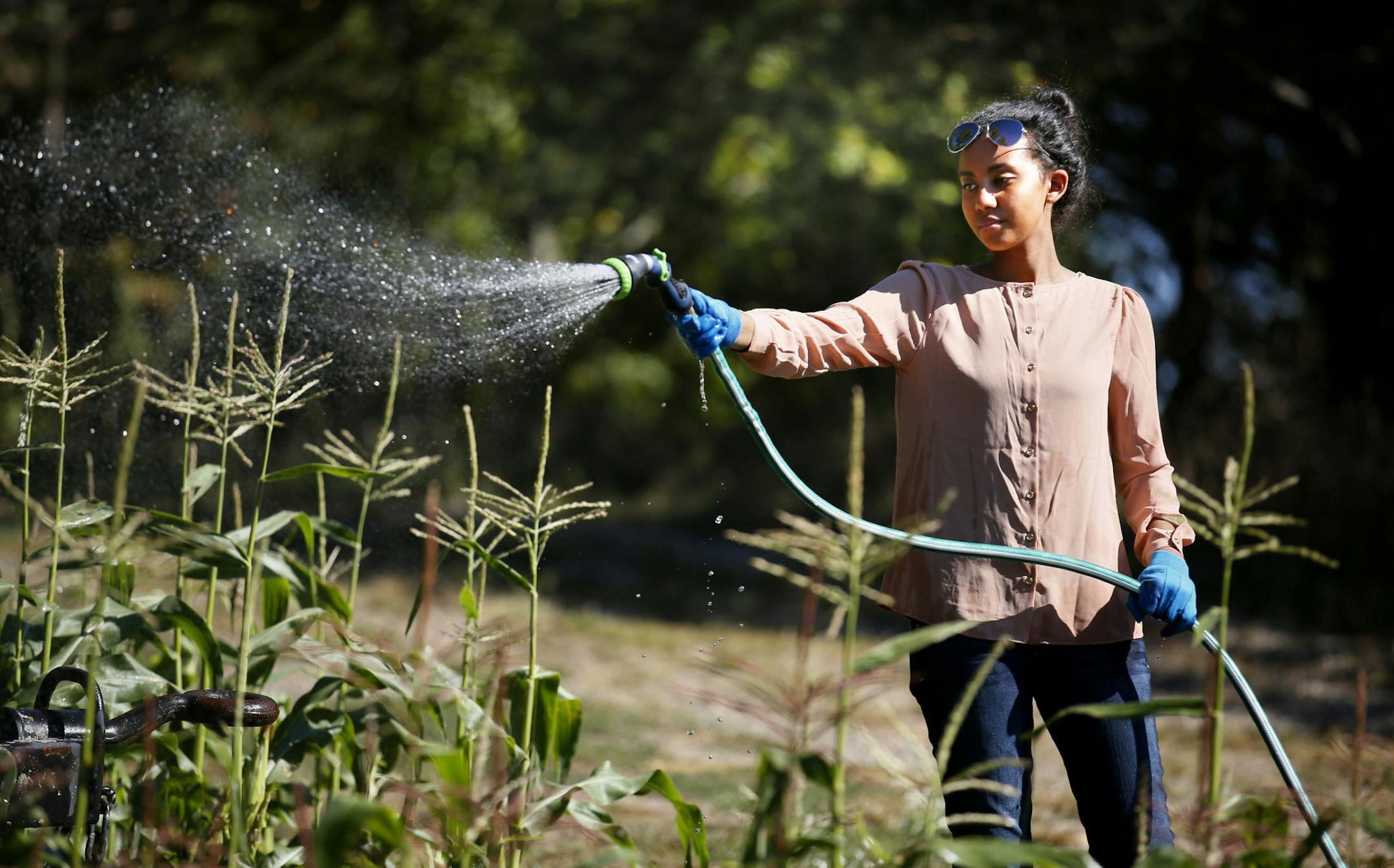 On the Inver Grove Community College campus, August Hoffman, who is a professor of psychology at Metro State, studies how gardening is an important community building activity and can bridge the ethnic divide. He juxtaposes that with screen time, which in his opinion isolates. Here, student Barni Hussein waters the corn in the vegetable garden.] BRIAN PETERSON ‚Ä¢ brianp@startribune.com Inver Grove Heights, MN - 09/14/2012