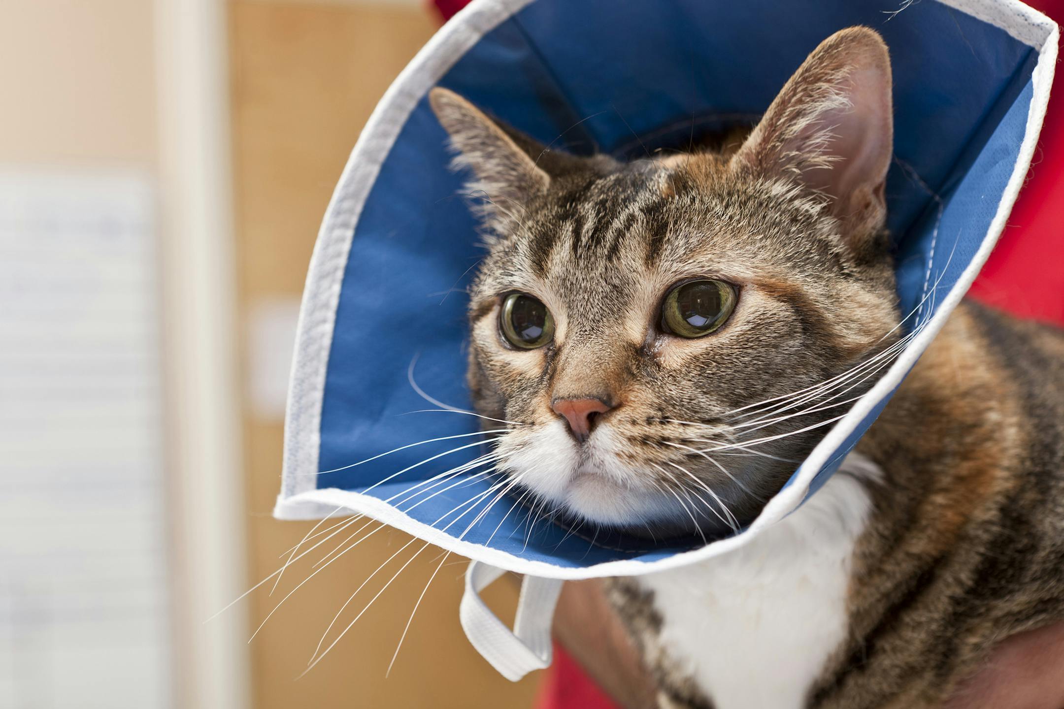 Ditch the plastic "cone of shame" for a softer, fabric one.