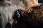 Where to find bison, the new national mammal, in Minnesota