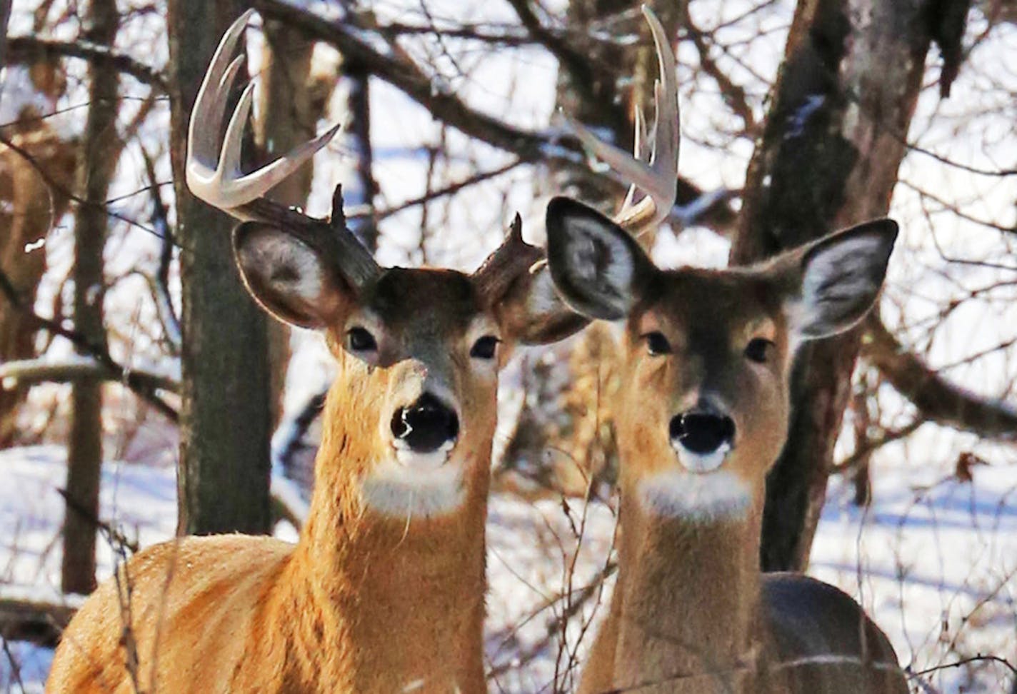 White-tailed deer.