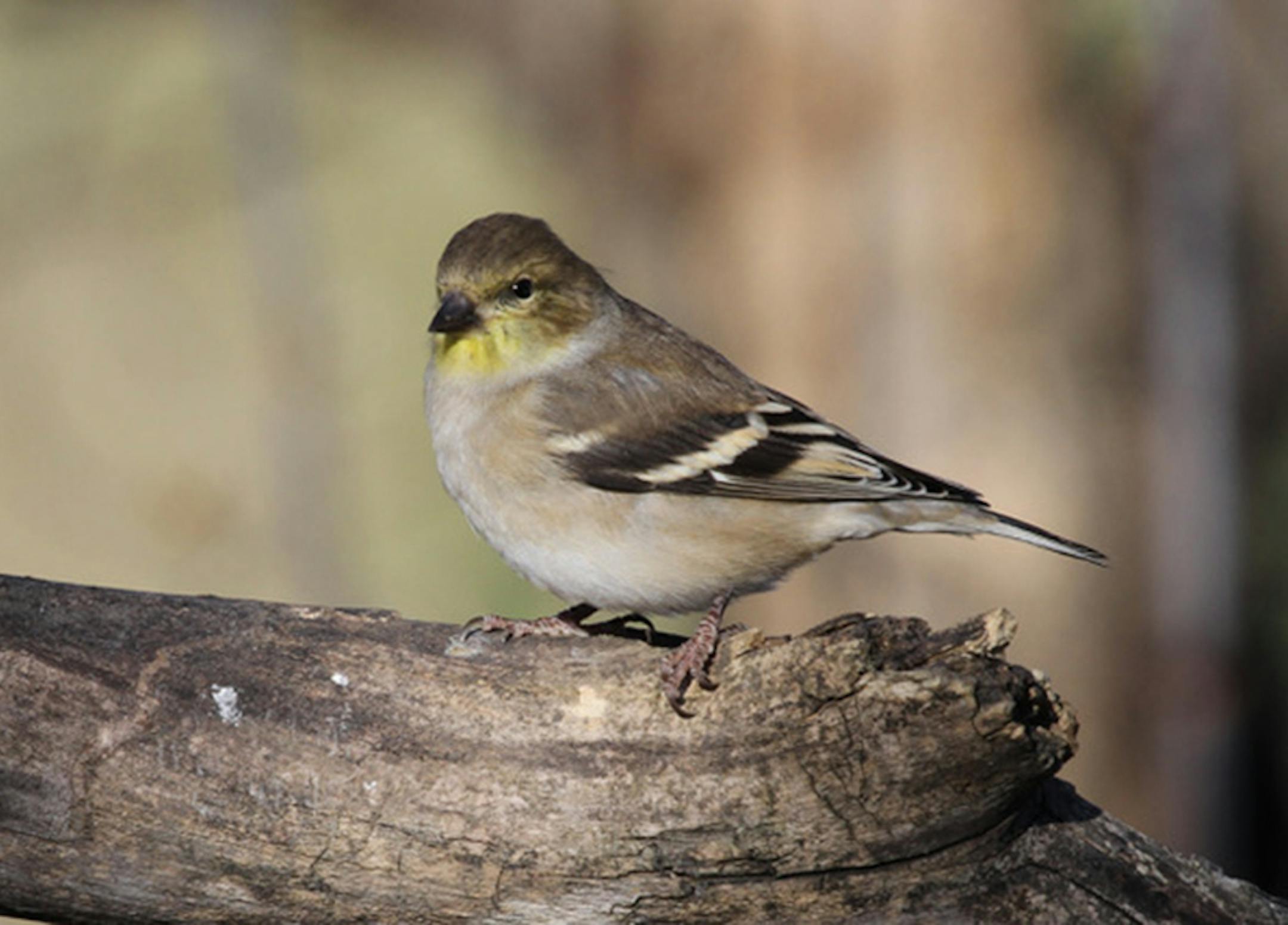 Don Severson —
This is a goldfinch’s winter look. ONE TIME USE ONLY WITH birding column