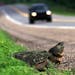 GENERAL INFORMATION: Medina, MN - May and June are the months when turtles in Minnesota emerge from their wetland homes, searching for a dry spot to l