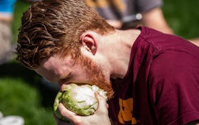 Ethan Logeman digs into a head of lettuce Sunday on the University of Minnesota campus. The University of Minnesota's lettuce club returned after a br