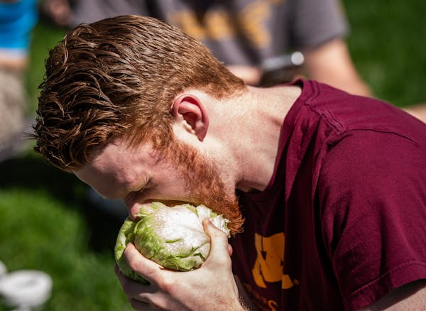 Ethan Logeman digs into a head of lettuce Sunday on the University of Minnesota campus. The University of Minnesota's Lettuce Club returned after a br