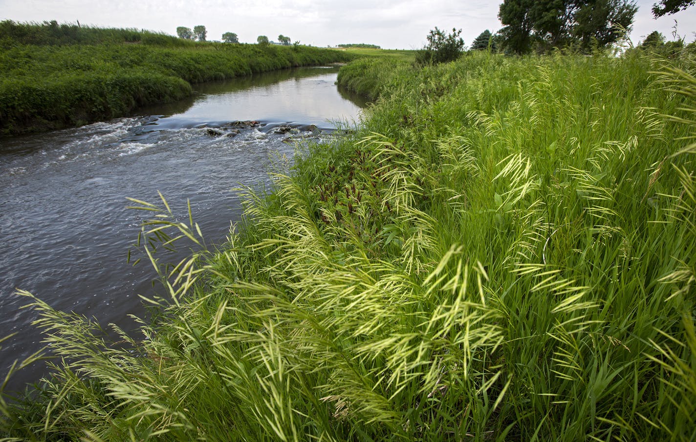 A buffer strip of grass and trees along the Rock River west of Edgerton is a good example of the protective strips that help filter runoff. ] In the small town of Edgerton where a shallow aquifer readily absorbs leaching farm chemicals, residents pay extra every month for special treatment to make their water safe to drink. The nitrate-removal system -- now woven into the infrastructure of this heavily Dutch settlement - reflects the dilemma that a number of communities are having across Minneso