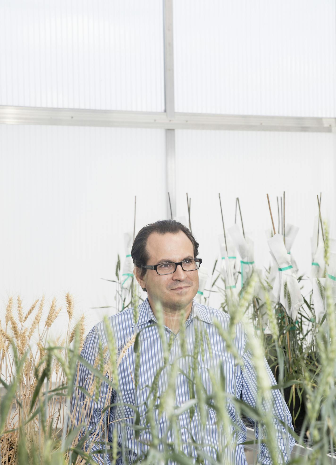 CEO Federico Tripodi in a Calyxt greenhouse. For soybeans, the company turns "off " genes responsible for trans fats in soybean oil. MUST CREDIT: Photo by Tim Gruber for The Washington Post