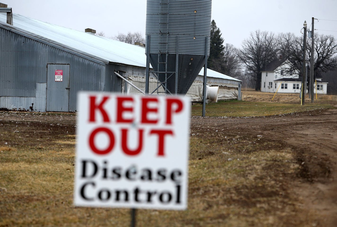 A turkey farm effected by the bird flu Thursday, April 9, 2010, in Melrose, MN.](DAVID JOLES/STARTRIBINE)djoles@startribune.com DNR officials scour the banks of the Sauk River for waterfowl droppings, hoping to find a link to a bird flu that is sweeping through turkey-producing country. Nine Minnesota turkey farms have been hit by the bird flu in recent days.