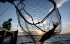 A walleye is netted, caught on the Twin Pines Resort boat at sunset on July 29, 2015, during an evening excursion on Lake Mille Lacs.