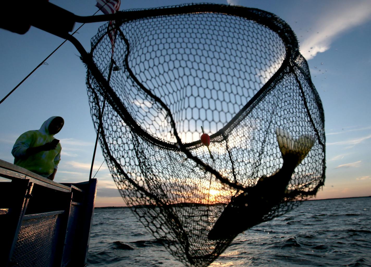 A walleye is netted, caught on the Twin Pines Resort boat at sunset on July 29, 2015, during an evening excursion on Lake Mille Lacs.