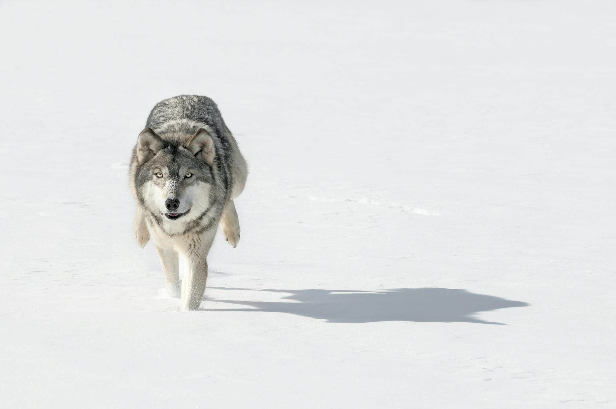 The gray wolf is currently listed by the federal government as "threatened" under the Endangered Species Act.